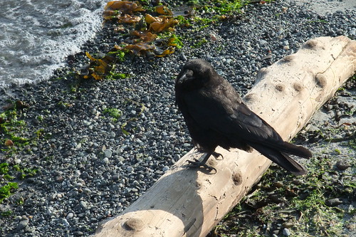 crow by water