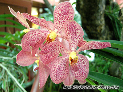 Freckled orchids