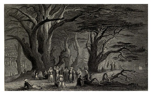 017-viejos cedros en los bosques del Libano-Syria, the Holy Land, Asia Minor, etc 1840- Bartlett W. H