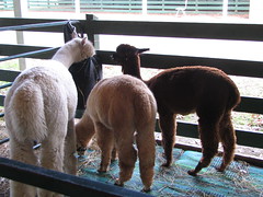 Woolly Butts