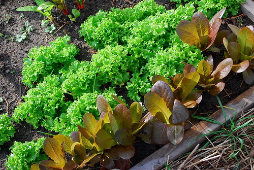 tango and red romaine lettuce
