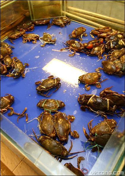 live-mud-crabs