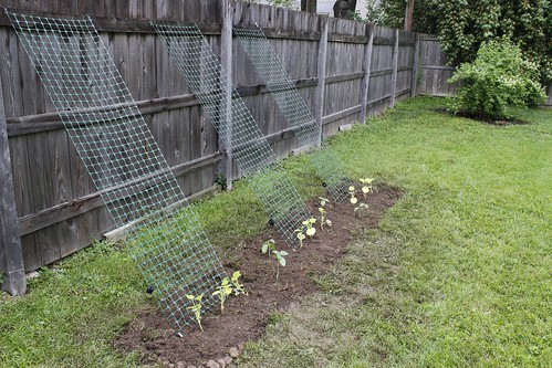 20110515. first bed! squash and sunflowers.