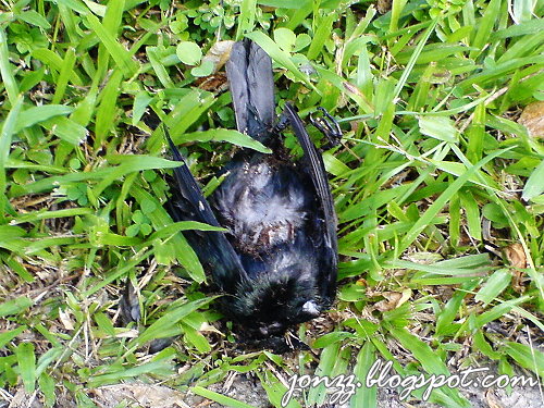 Dead Bird in Garden: June 30, 2009