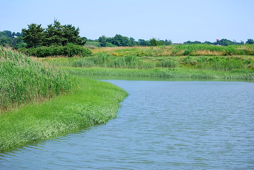 salt water marsh 1