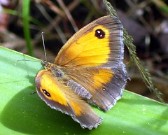 butterfly gatekeeper