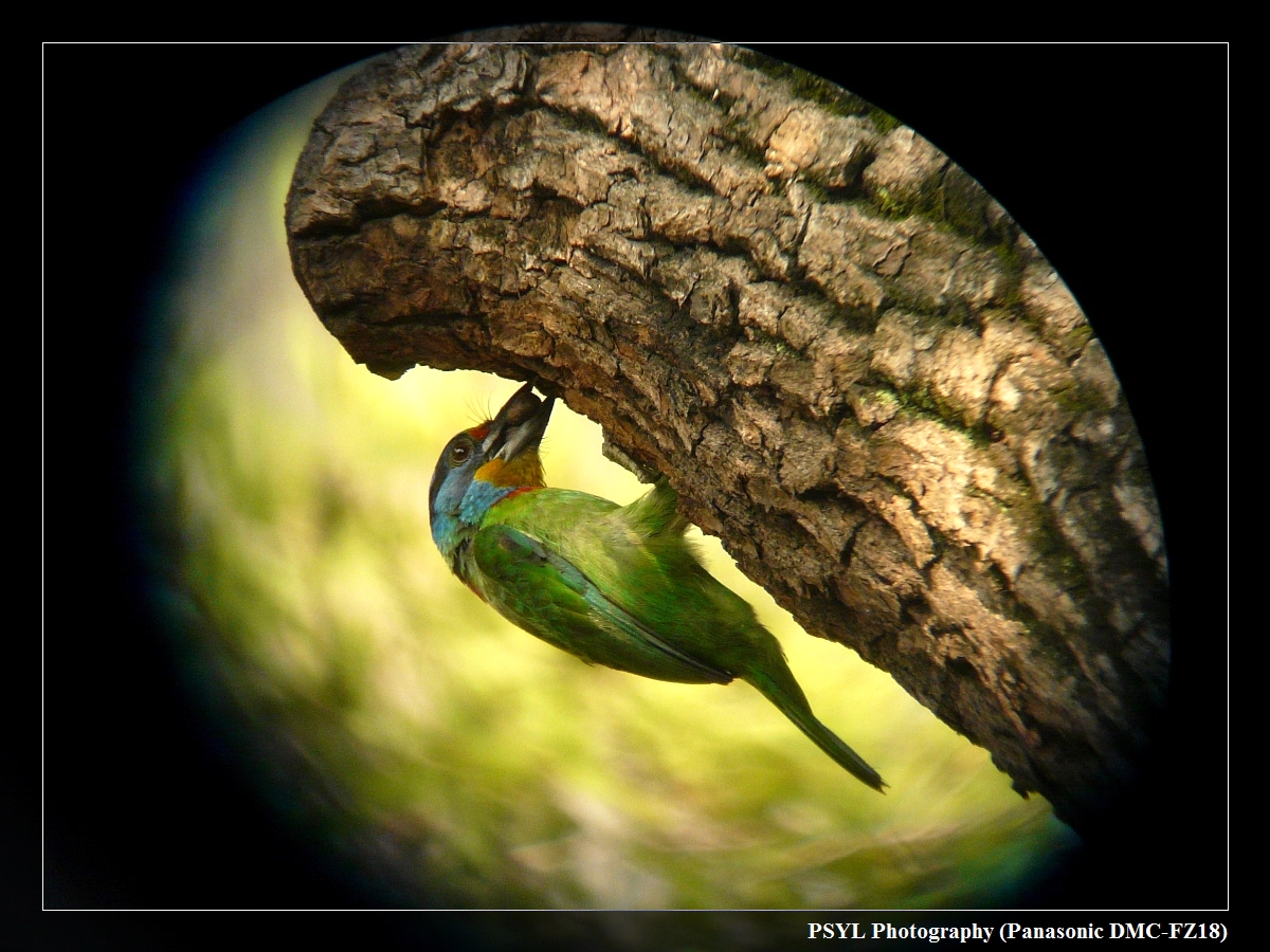 Digiscoped Taiwan Barbet (Megalaima nuchalis) - 台灣擬啄木/五色鳥