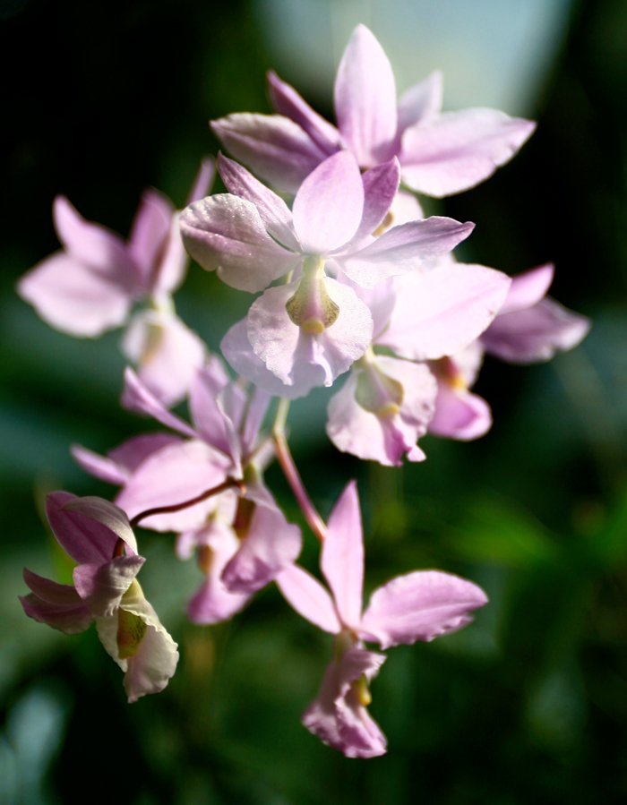 bluten.orchid