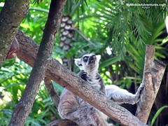 IMG_1363-WDW-DAK-ring-tailed-lemur