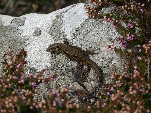11456 - Common Lizard at Strumble Head