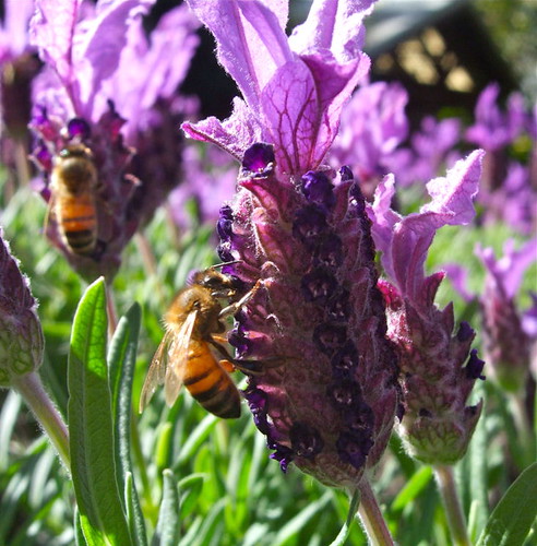 bees on lavender flowers