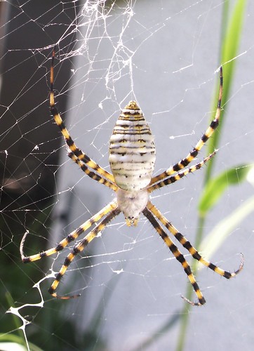 Female Banded Argiope, Dorsal View