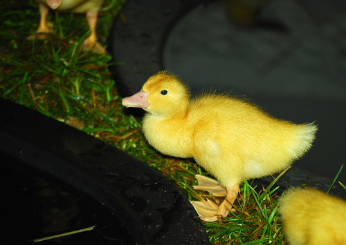 baby duck 2
