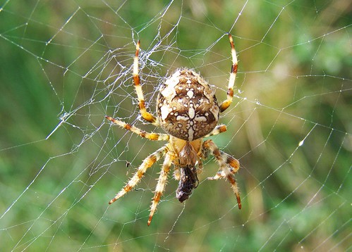 11440 - Garden Spider