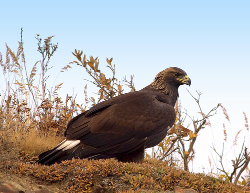 immature golden eagle pictures. Golden Eagle (immature) Denali
