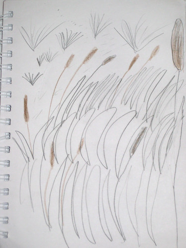 Cattail Nature Journal (By JD Boy age 6)
