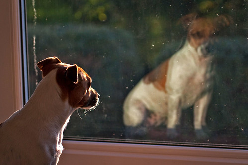 フリー画像|動物写真|哺乳類|イヌ科|犬/イヌ|ジャック・ラッセル・テリア|窓辺の風景|フリー素材|