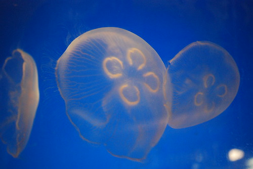 Stealth Jellyfish
