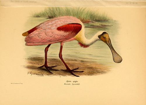 010- Espatula rosada-The birds of South America 1912
