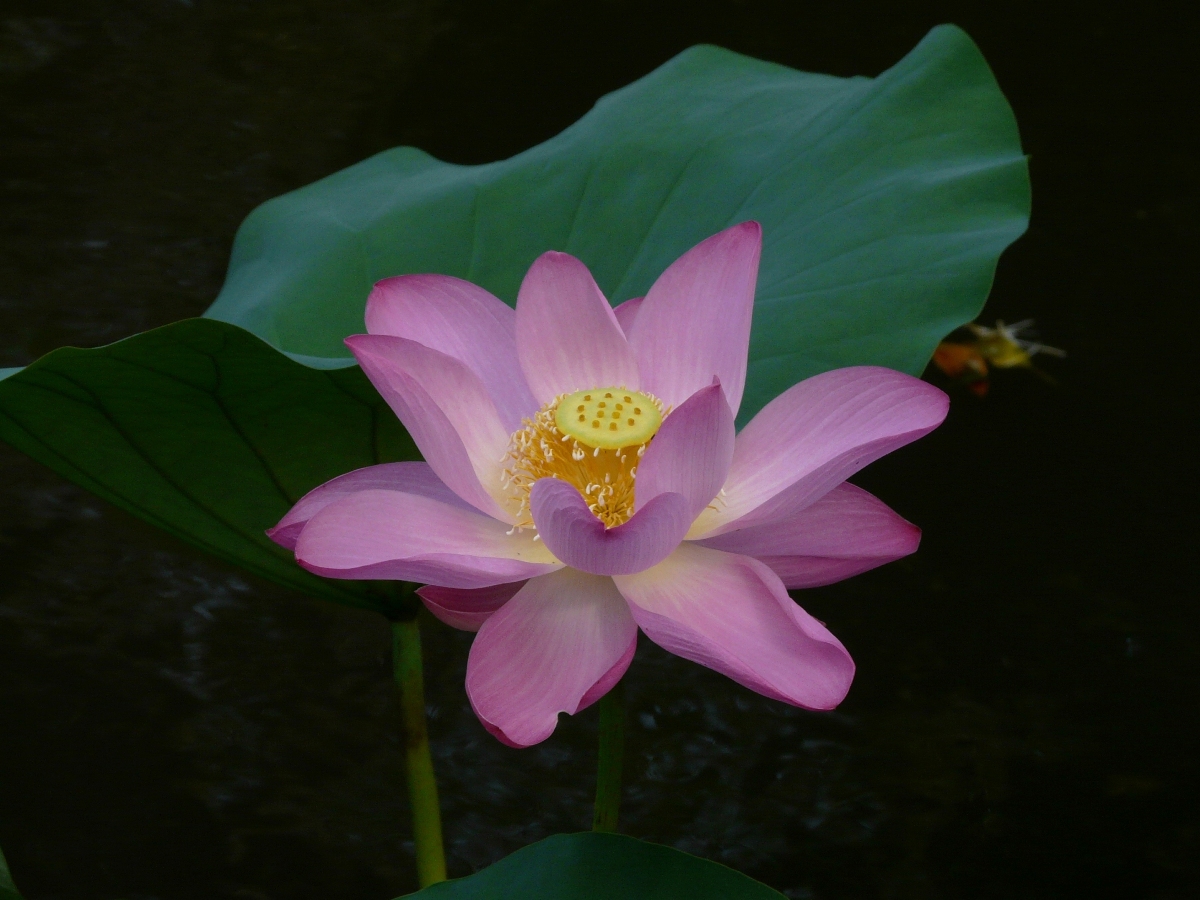 Beautiful Water Lily
