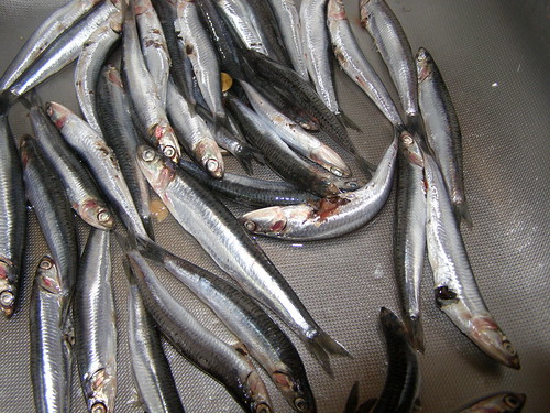 gavros mediterranean anchovy