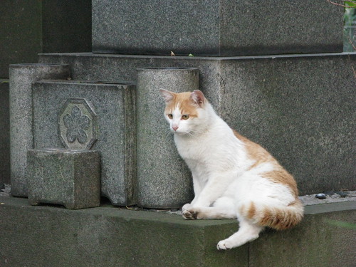 猫＠台東区