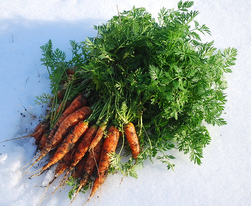 christmas carrot harvest