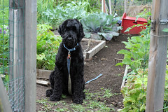 skippy in the garden 6