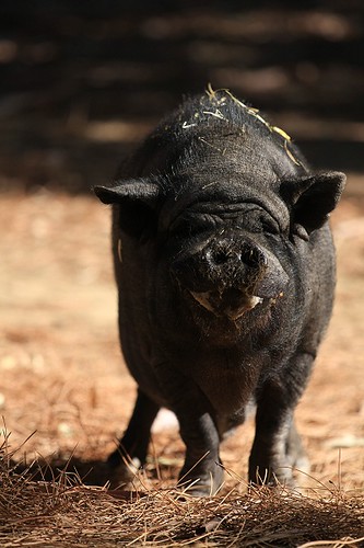 Lucky potbellied pig looking cool