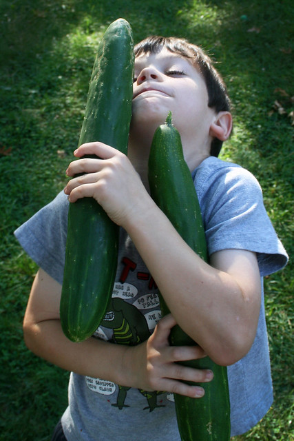 harvest: enormous cucumber