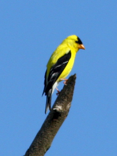 American Goldfinch 20090813