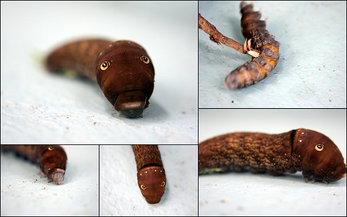 strange worm like creature