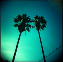 Echo Park Palms