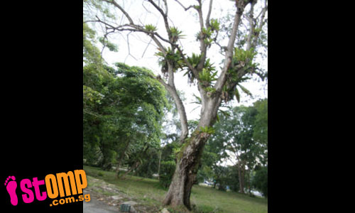  Are 'botak' trees weaker than trees with leaves?