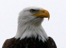 Eagle Head 20091117