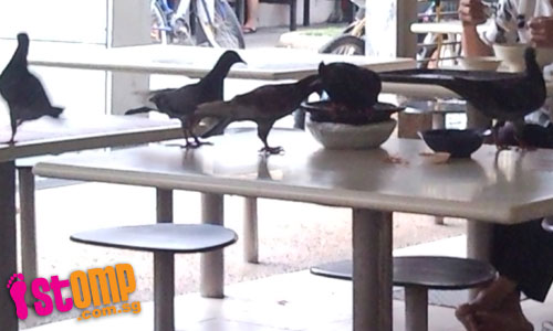  Birds feast on leftovers at hawker centre