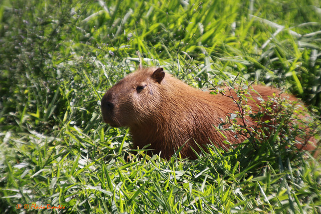 Capivara (Hydrochoerus hydrochaeris) - Capybara - 22-11-2009 - IMG_6656 by Flvio Cruvinel Brando
