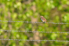 Song Sparrow DSC_7263 by Mully410 * Images