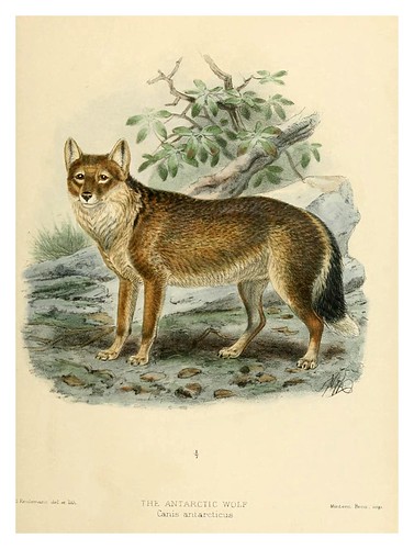009-lobo antartico-Dogs jackals wolves and foxes…1890- J.G. Kulemans