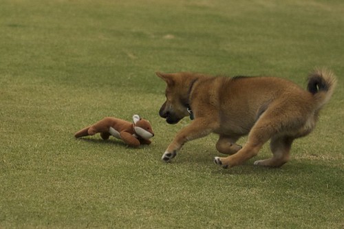 Kage vs. the fox