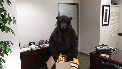 bruins bear. Bruins Bear looks for his