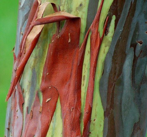 Pop Art... last season's outgrown Rainbow Eucalyptus bark is popping off revealing tender green skin inside