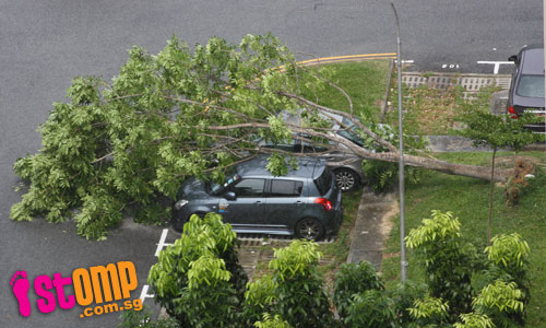  Uprooted tree falls and damages cars at Tampines St 21 carpark