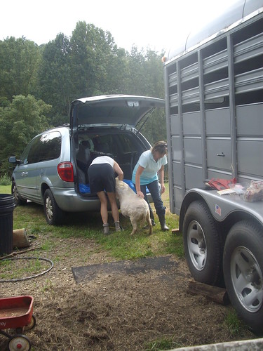 Sheep in Minivan, Pt 2