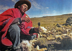 Poachers return to the southern Andes killing thousands of vicuñas
