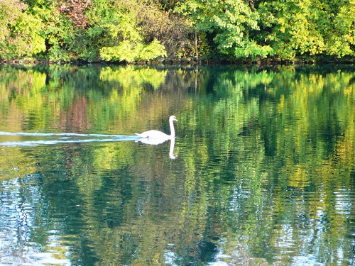 A swan on the River Aare