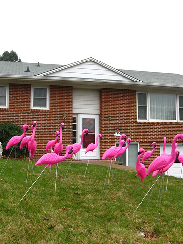 Flamingos on Ritchie Rd