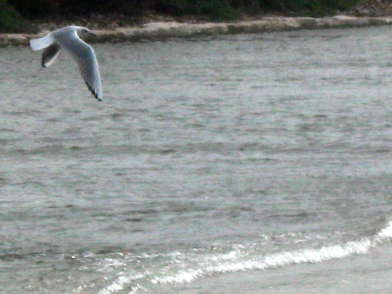 12-12-2009-seagulls6