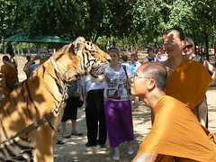 Stare off between a tiger and a Buddhist monk at the Tiger Temple, Wat Pa Bua Yannasampanno Forest Monastery Kanchanaburi Thailand