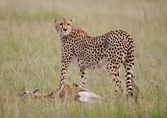 Cheetah with Thompson's Gazelle Kill, Maasai Mara, Kenya